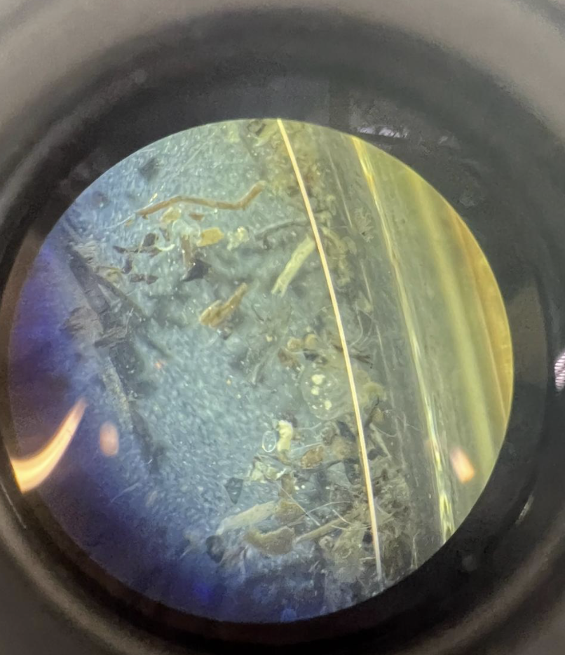 Aquatic invertebrate intern — microscopy and bioindicator species identification at NCOS