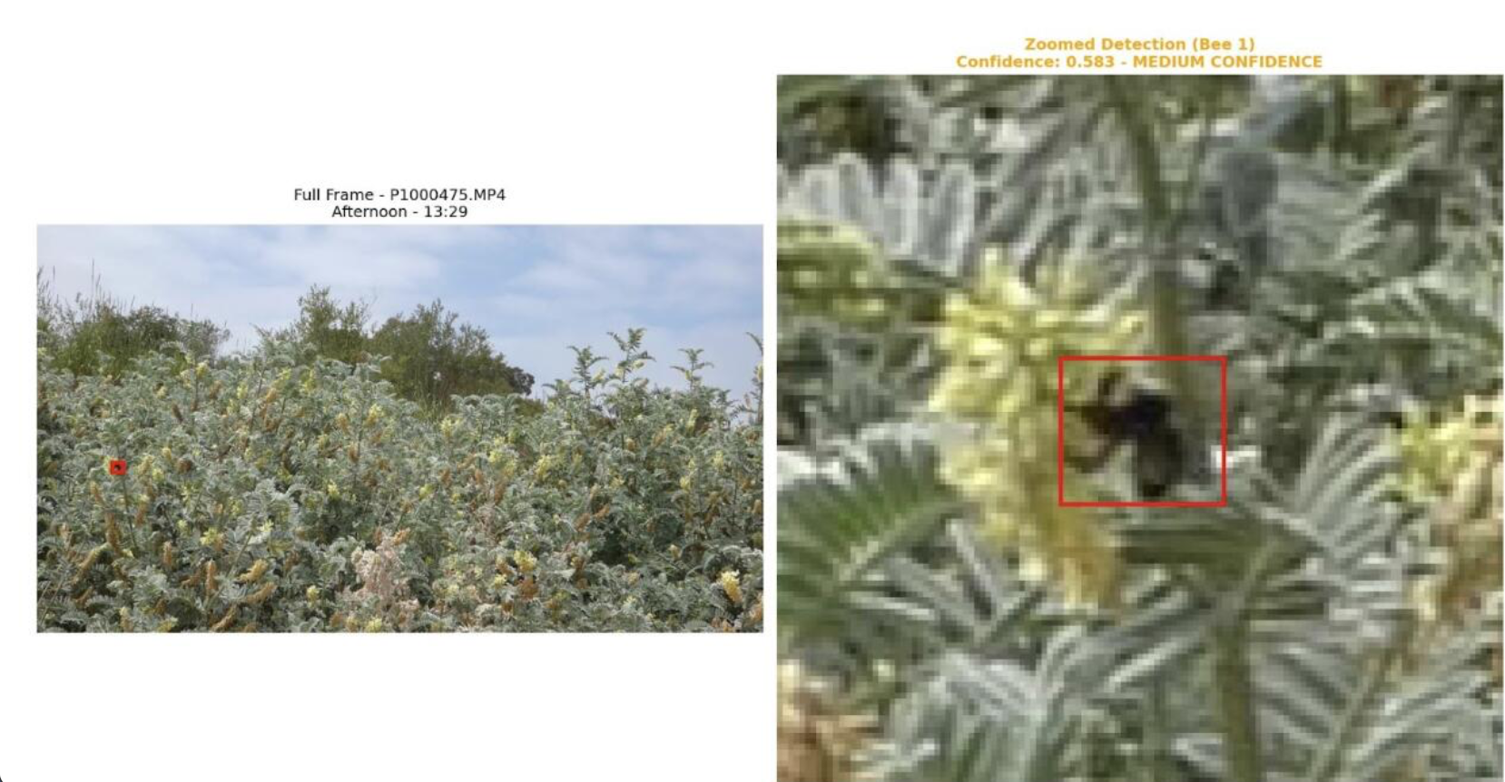 YOLOv8 bee detection model training screenshot