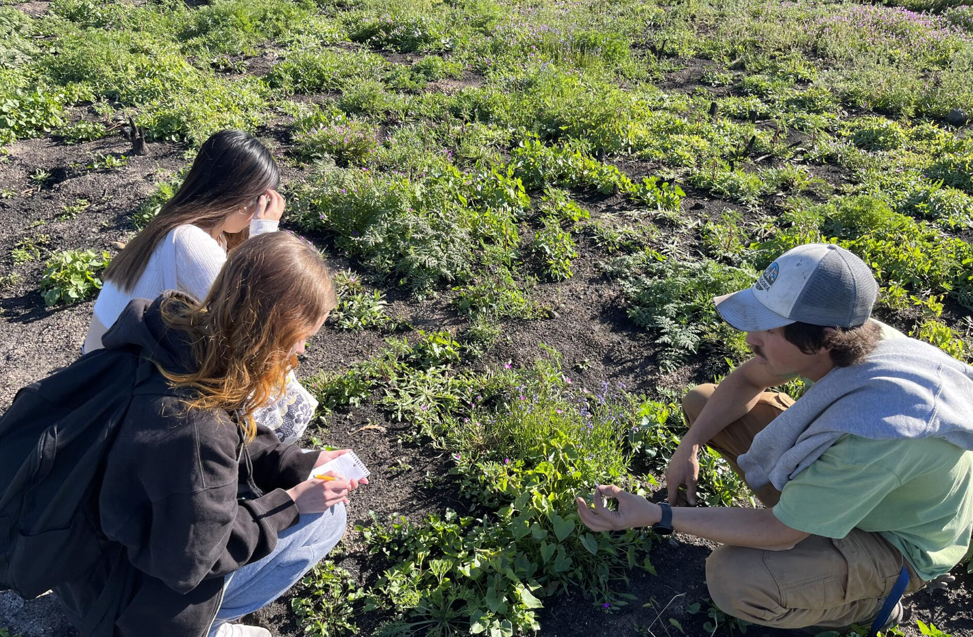 Bombus vosnesenskii field research — pollen collection and metabarcoding